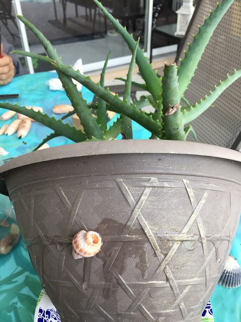 Seashell By Seashell Hot Glued Onto The Planter Project Seashell By Seashell Hot Glued Onto The Planter Project
