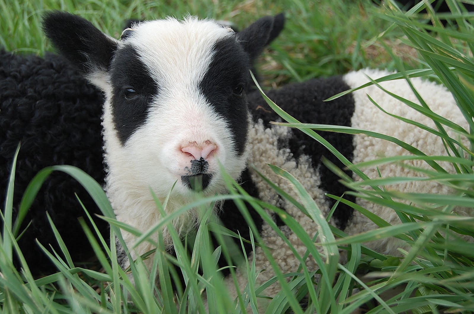 Crosswinds Farm: Come on Luna!