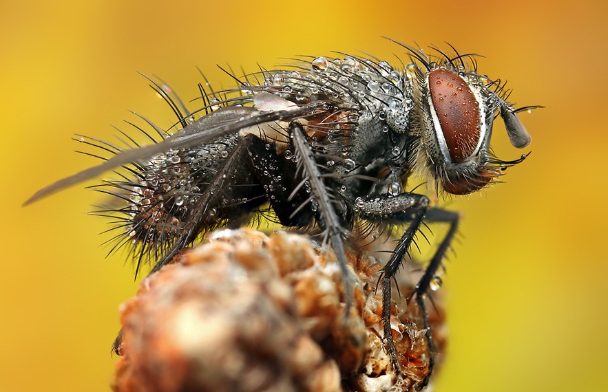 K bug czech nymph with davie mcphail. Hover in nature. Fly flies видео. привязанная муха. мушка матч браун.