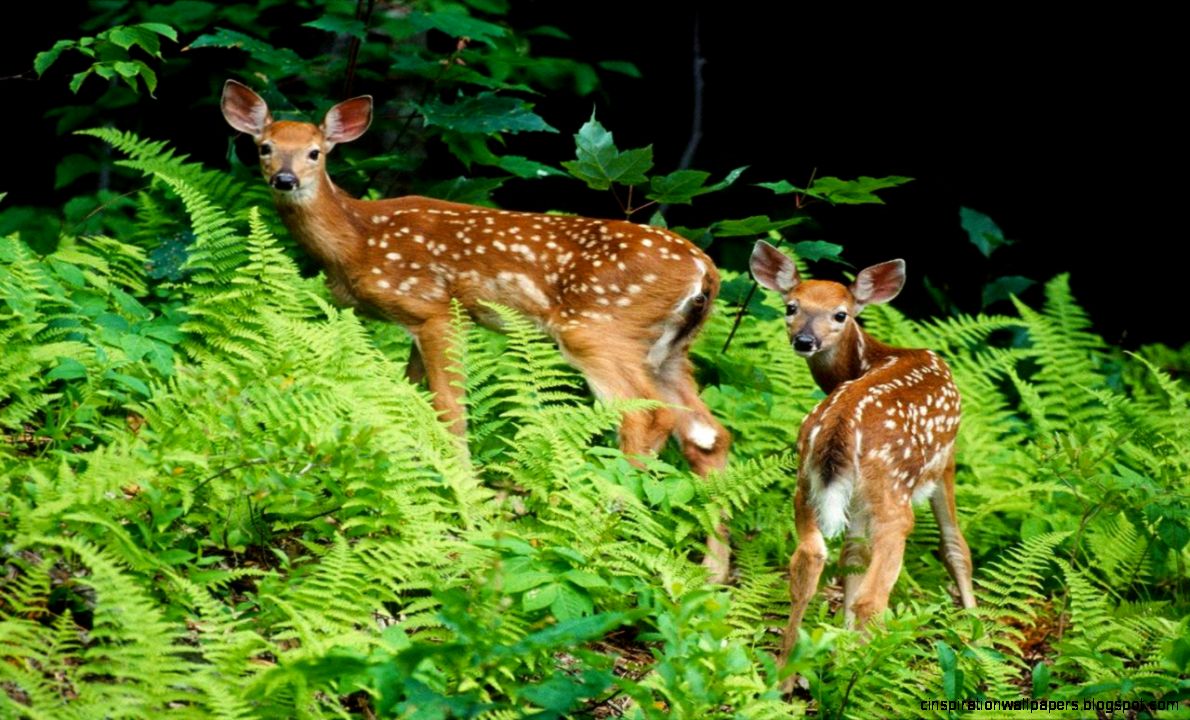 Animals widescreen wallpaper