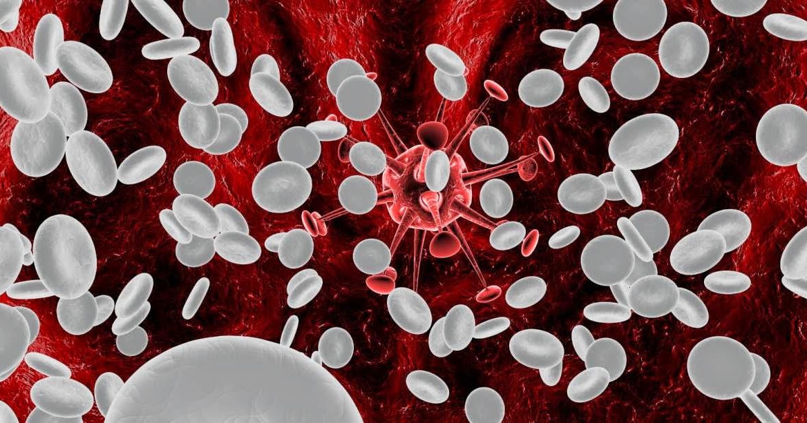 Glóbulos blancos agranulocitos linfocitos y monocitos Biología Glóbulos blancos agranulocitos linfocitos y monocitos Biología