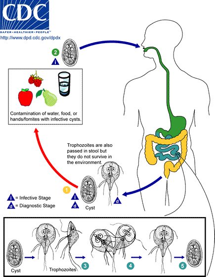 Giardia quanto dura