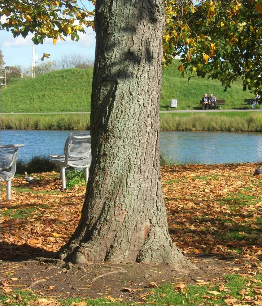 Aligerator - Lightweight Engineering: Learning From Trees - How to