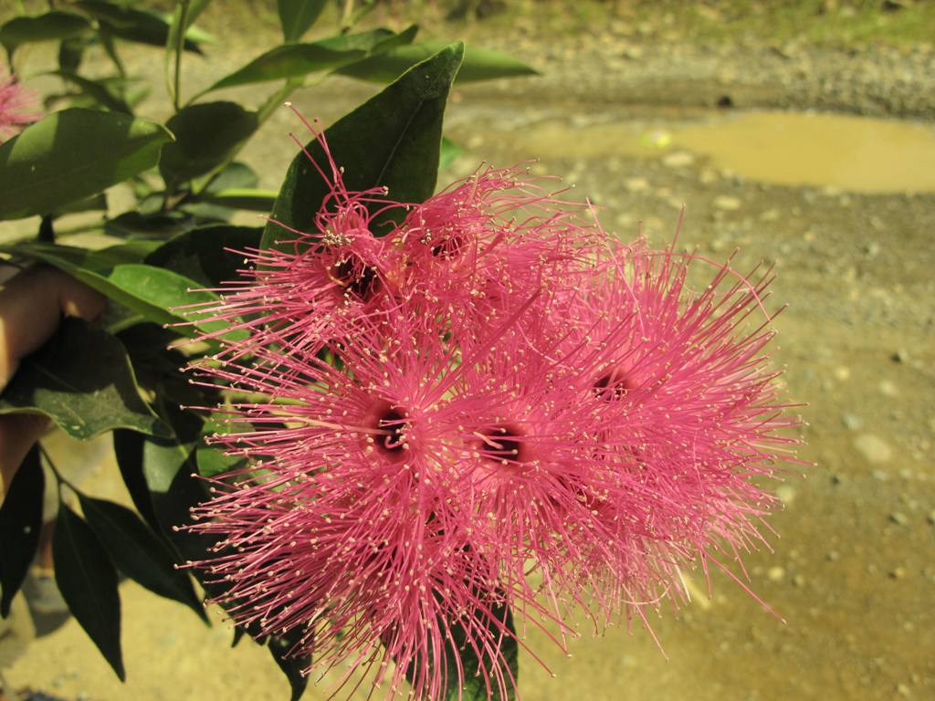 OUR PHILIPPINE TREES Magtungaw Revealed!