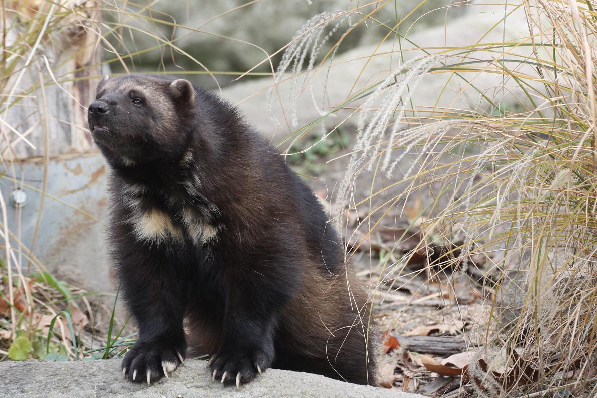 Michigan Exposures And the Wolverines....