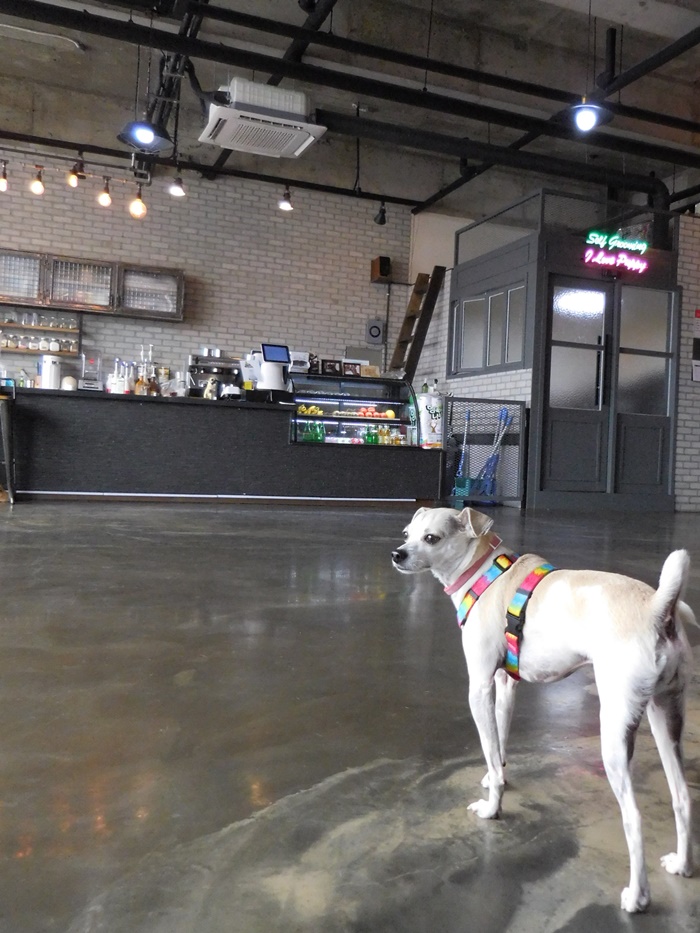 HAPPYHAZEL HAPPY GOES TO KOREAN DOG CAFE!