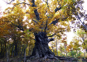 MADERALDIA: Tipos de madera