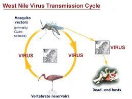 Mosquitoes become carriers of the West Nile virus after feeding on the blood of birds infected with the virus