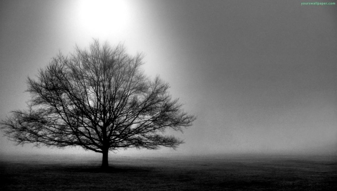 Black And White Images Of Trees 25 Desktop Wallpaper