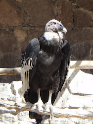 largest flying bird condor odyssey asian