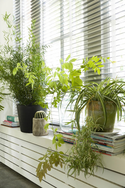 ideias-para-colocar-plantas-na-decoração-decor