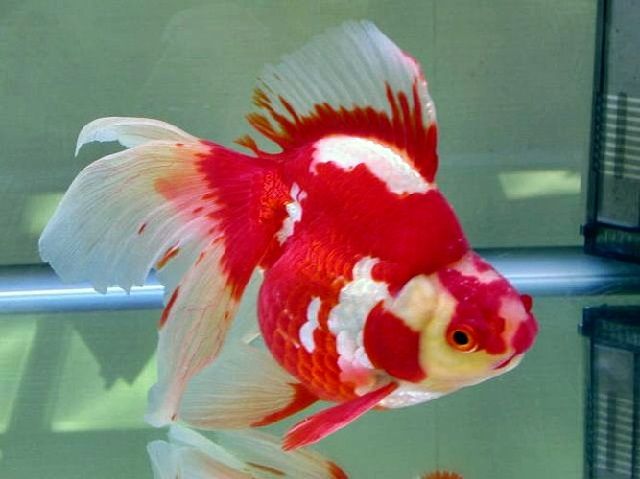 Ikan Hias Merah