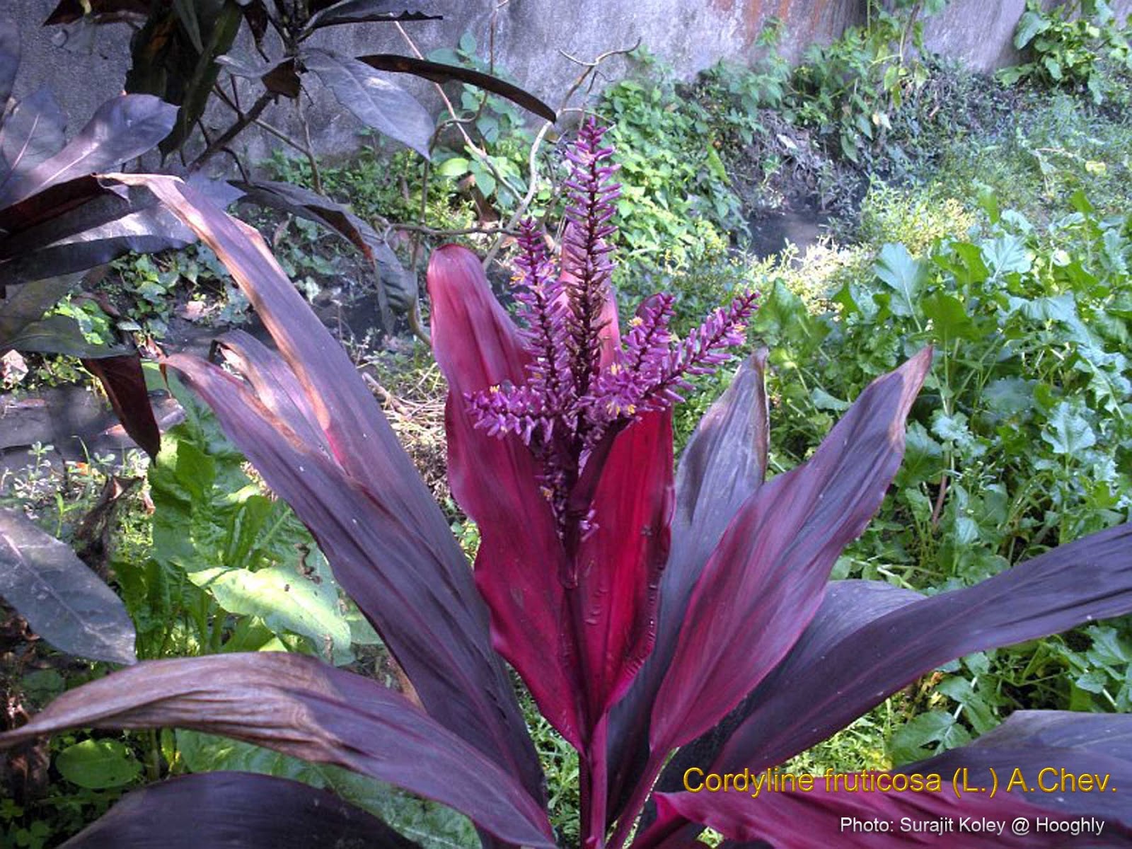 Good luck plants Good luck plants
