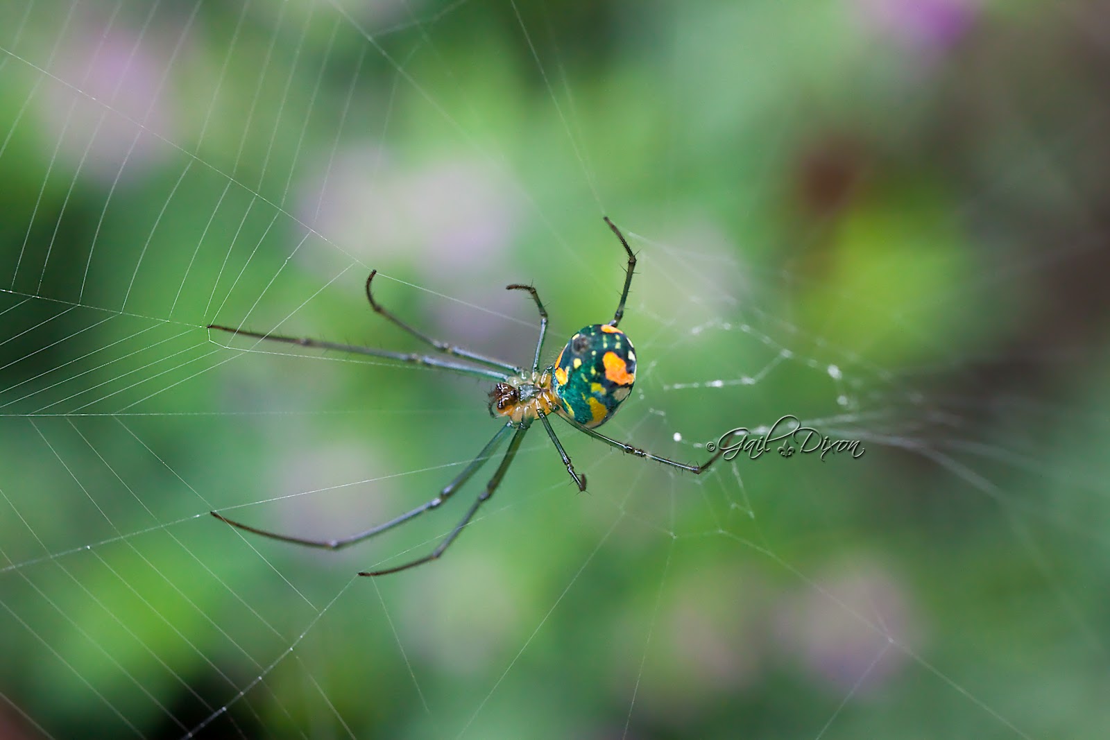 Louisiana Belle Venusta Orchard Spider