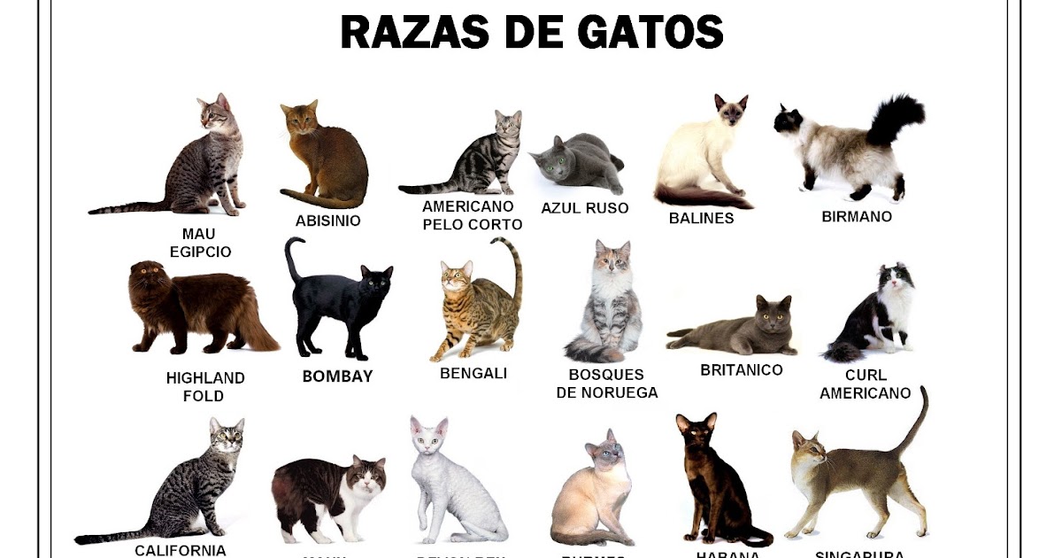 Найти породу кошки. Разные породы кошек. Список пород кошек. Разнообразие пород кошек. Породистые кошки и их названия.