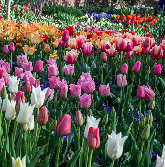 My Musings: Tulip Festival at Thanksgiving Point