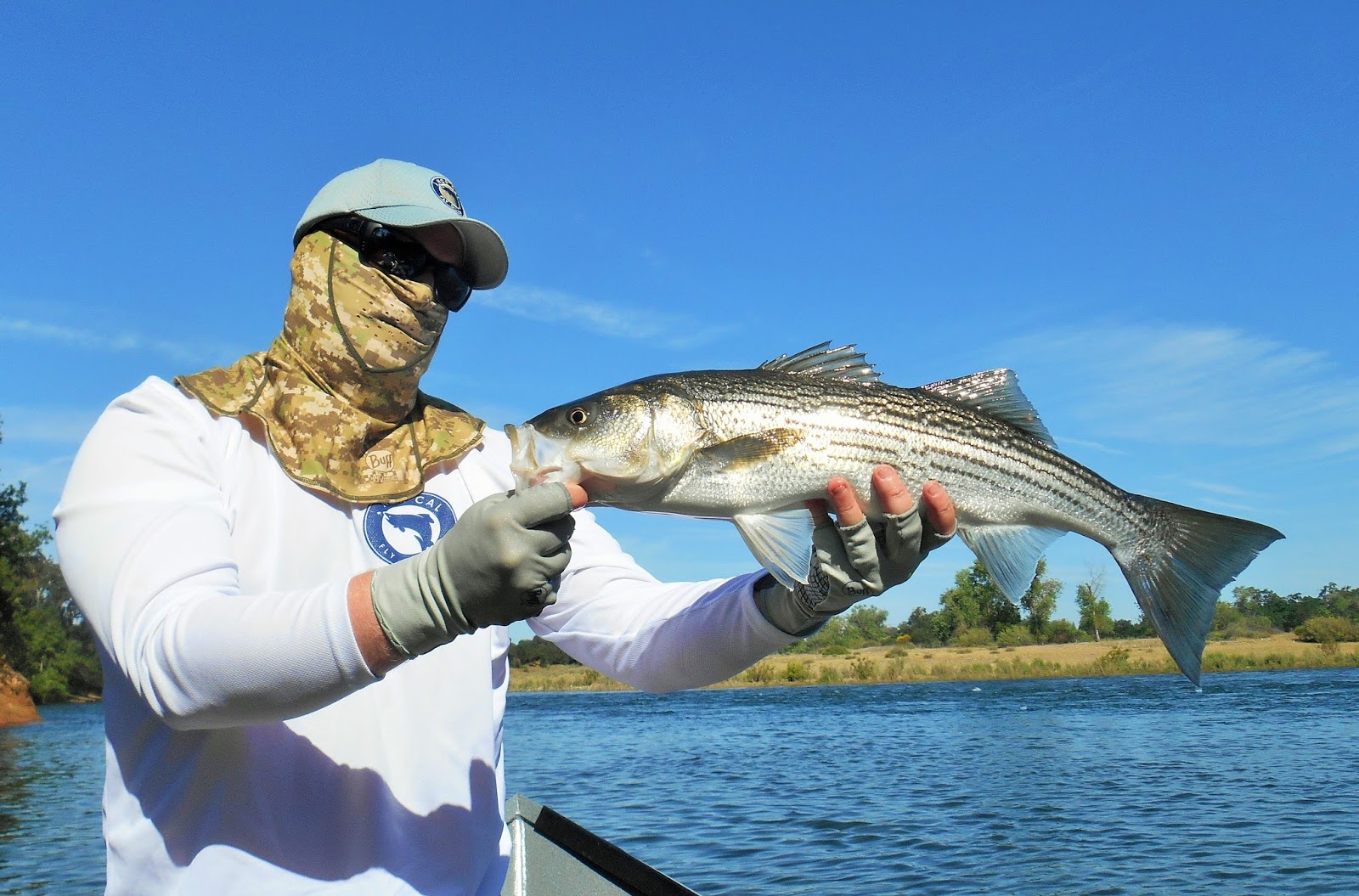 Nor Cal Fly Guides Ncfg Blog Northern California Fly Fishing Guide