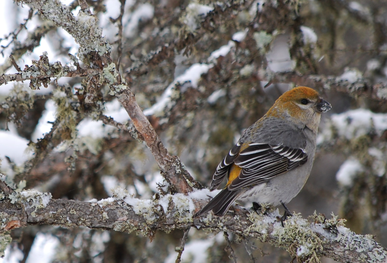 Minnesota Birdnerd Northern Birds