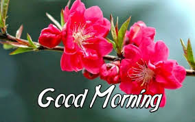 good morning good morning