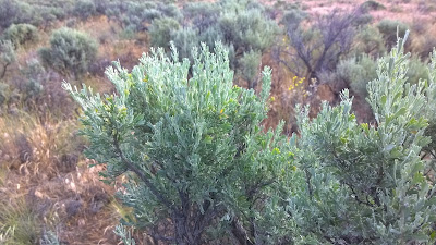 Artemisia tridentata (sagebrush)
