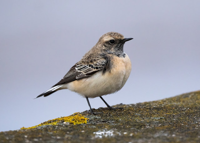Pied Wheatear - Meols, Wirral