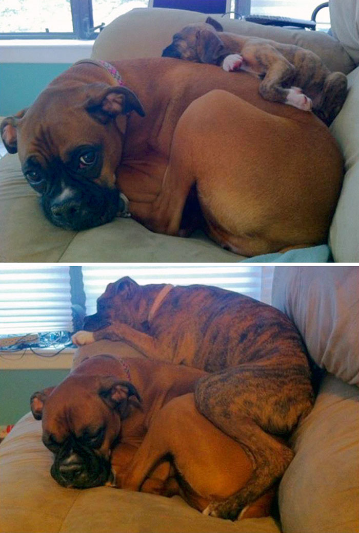 50 Heart-Warming Photos of Animals Growing Up Together - Then And Only Three Months Later...
