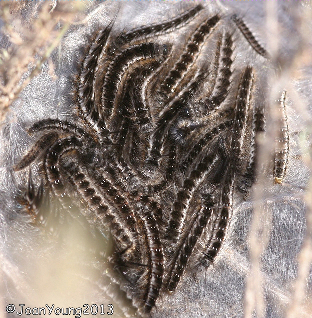 South African Photographs White Monkey Moth (Phiala incana) caterpillar