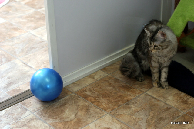Cavallino 猫 ねこ ネコ 12 03