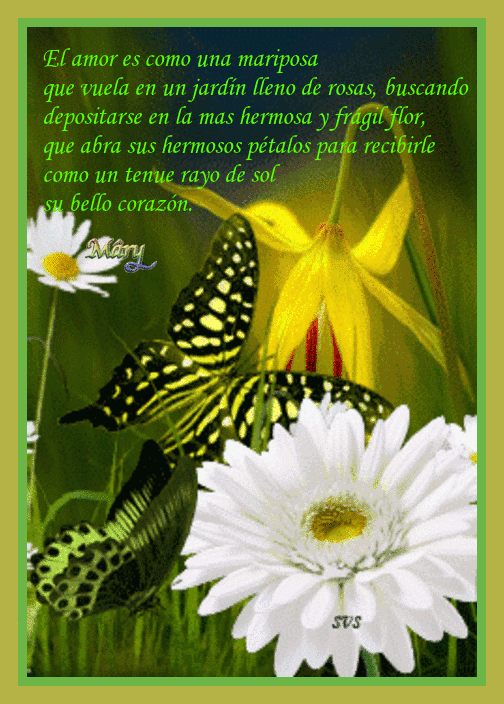 El amor es como una mariposa - Brasileiros - Hello Foros - La Comunidad en  Español más Popular de los Latinos