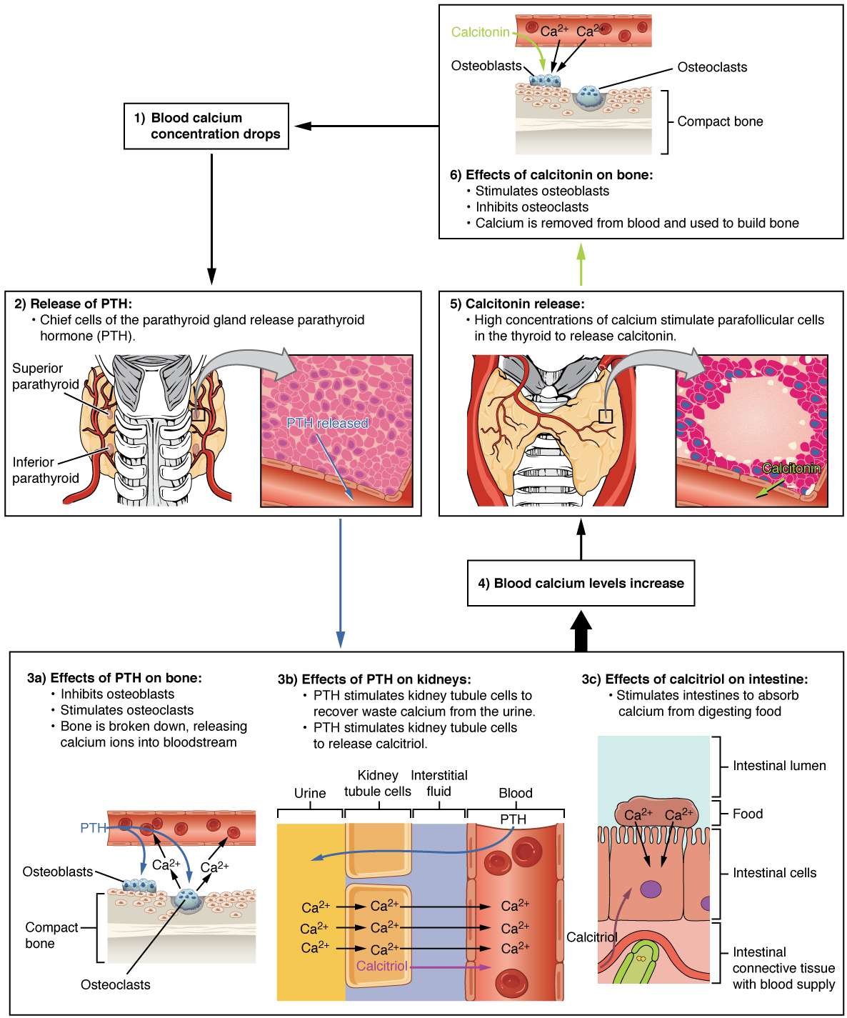 Calcitriol Hormone Function