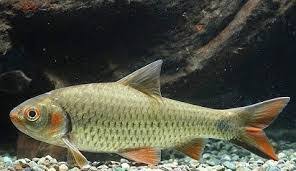 Racikan Umpan Ikan Nilem Mujarap!! Tidak Banyak Orang yang tau