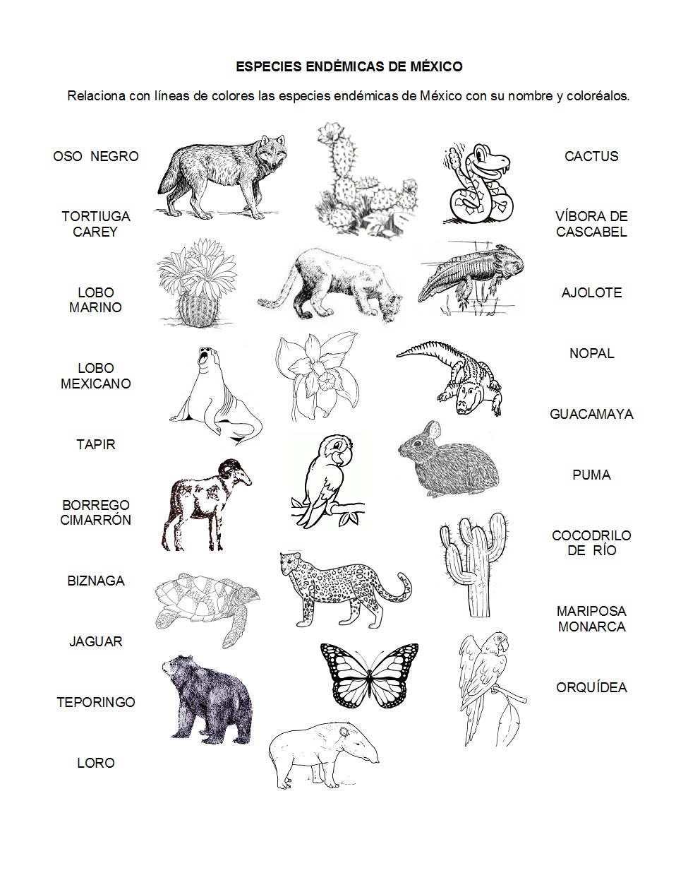 Imagenes De Especies Endemicas De Mexico Para Colorear Images and