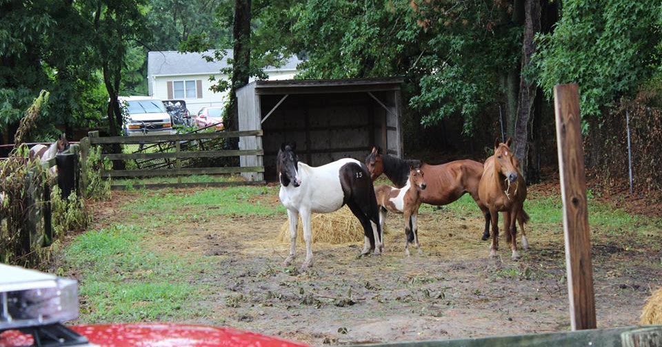 Critter Sitter's Blog On the Carnival Grounds Chincoteague Pony Photos