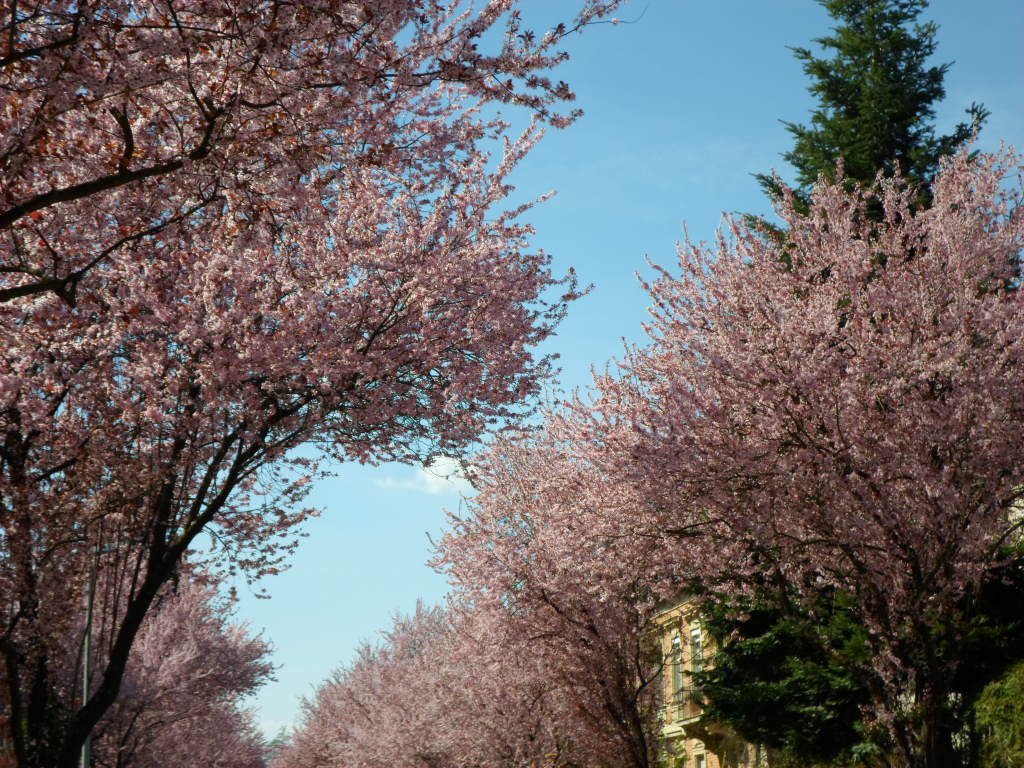 Nijolife Kovas 2017 Последние твиты от kovasciar myvette (@kovas). nijolife blogger