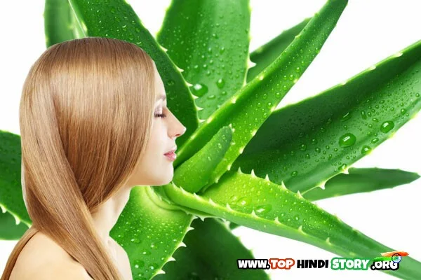 Aloe Vera benifit for hair