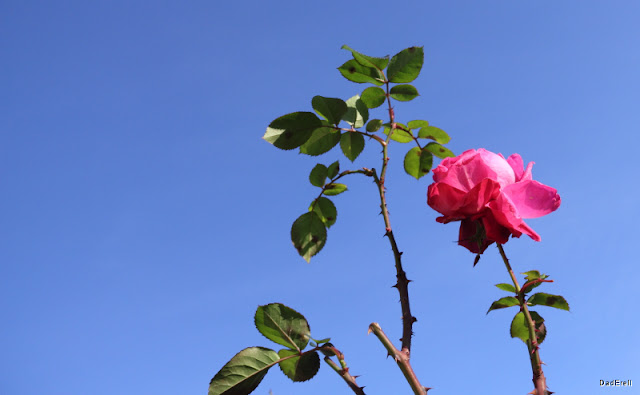 Une rose sous un ciel bleu