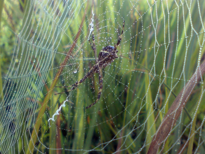 Cobweb on morning dew. Teia de aranha com gotinhas de orvalho