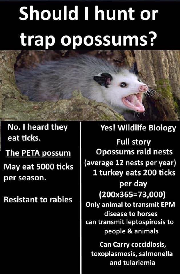 Terrierman's Daily Dose Possums Are Not Saints