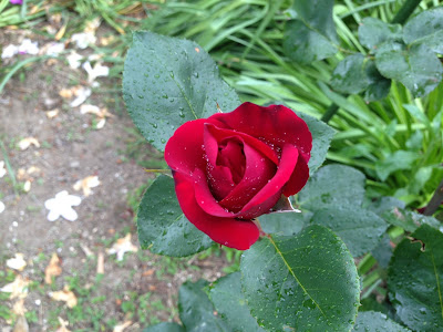 深紅の薔薇