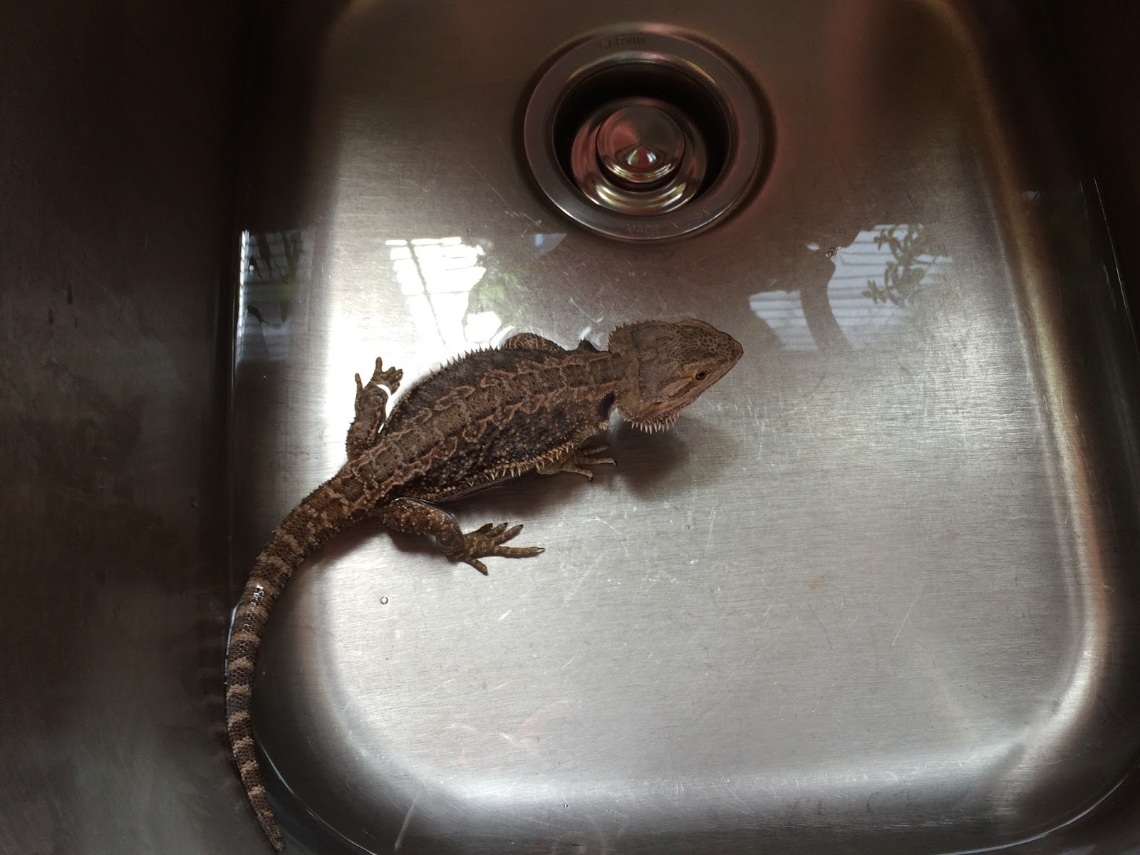 anatomy-bearded-dragon-9.jpg