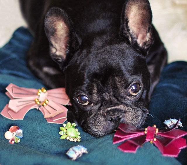 DIY Leather Butterfly Pin inspired by Lanvin, French Bulldog