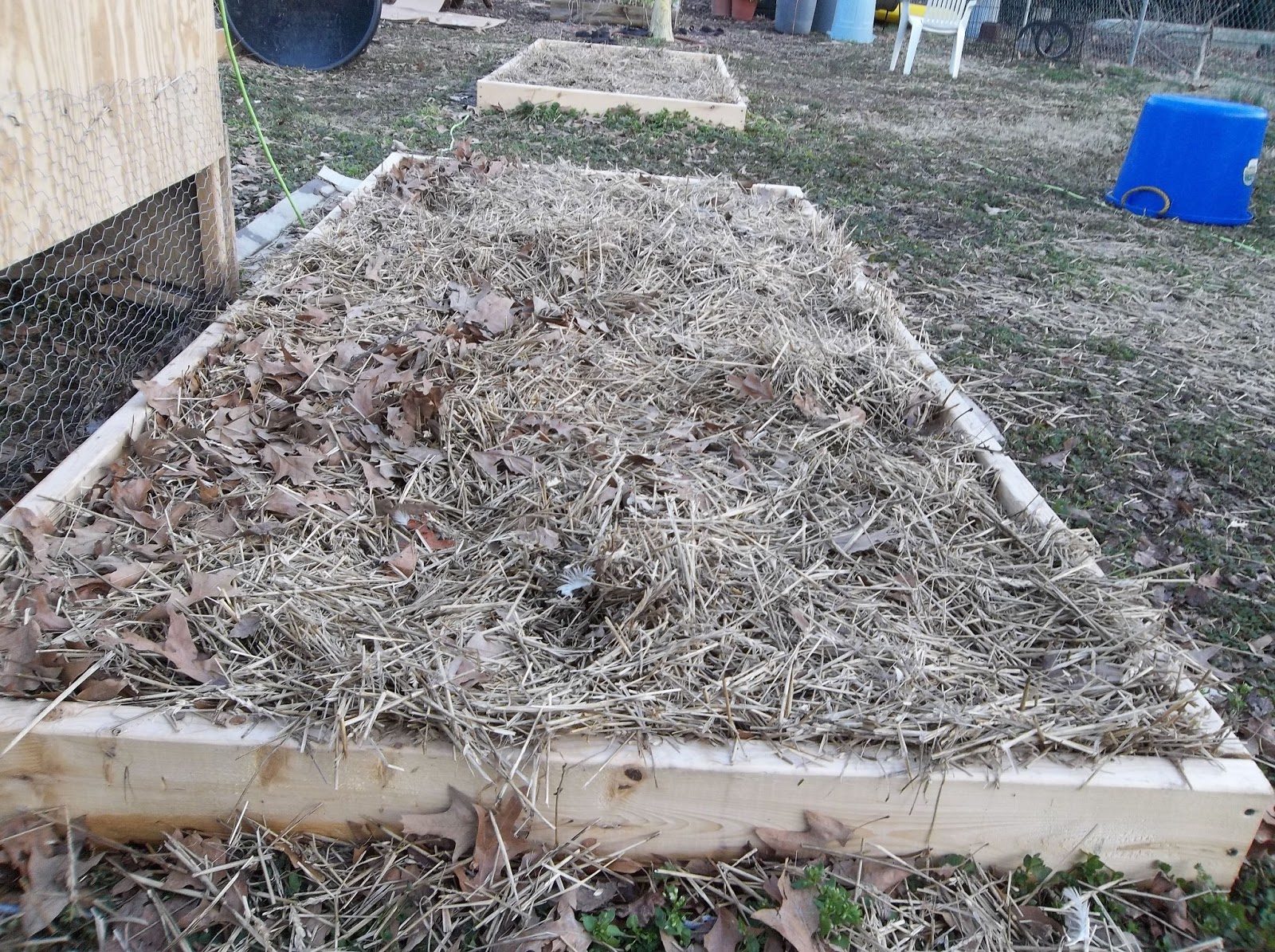 MLBsGarden Hens as Compost Turners in the Garden
