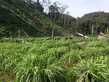 sereh wangi sukses budidaya sereh wangi di arul badak kecamatan sereh wangi sukses budidaya sereh wangi di arul badak kecamatan