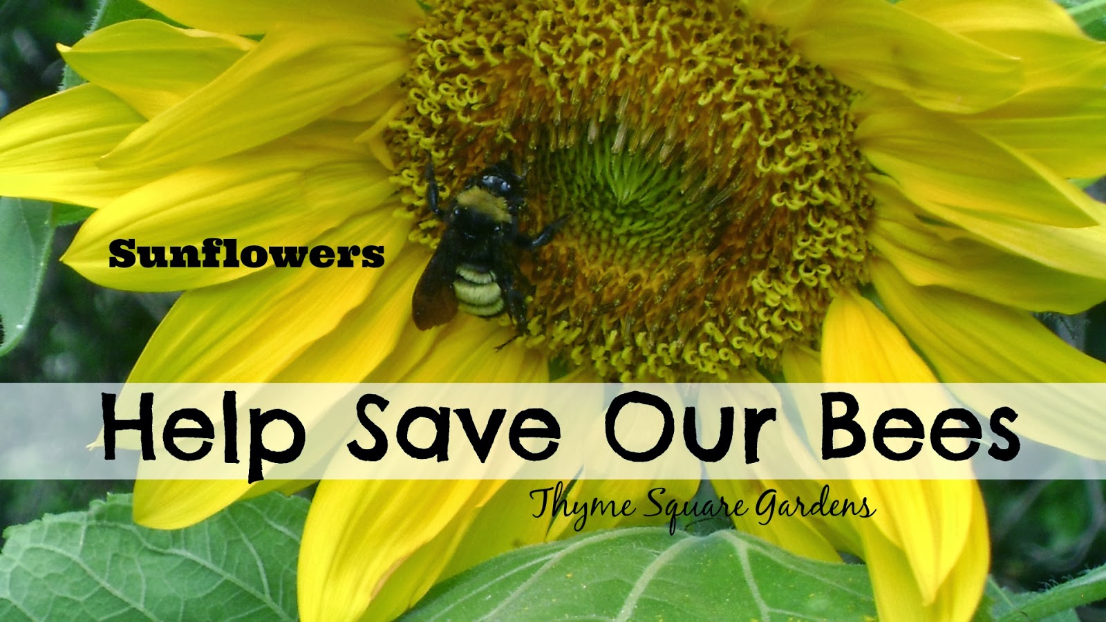 TSG Growing Sunflowers Can Help Save Bees