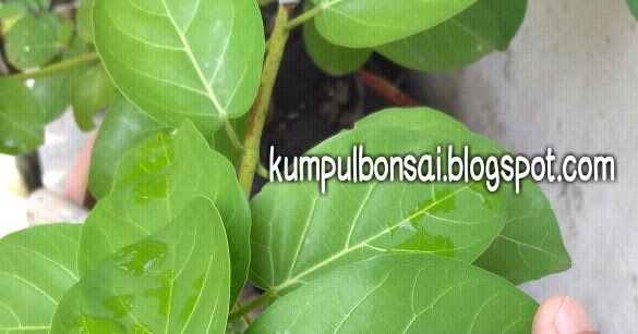 pozie Pohon Sancang Alam Liar