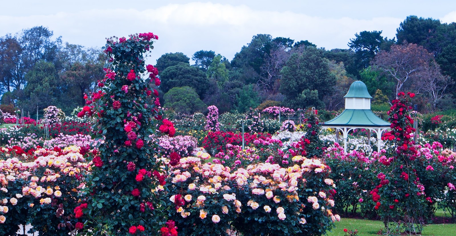 My Melbourne Experience, and beyond Spring at the State Rose Garden