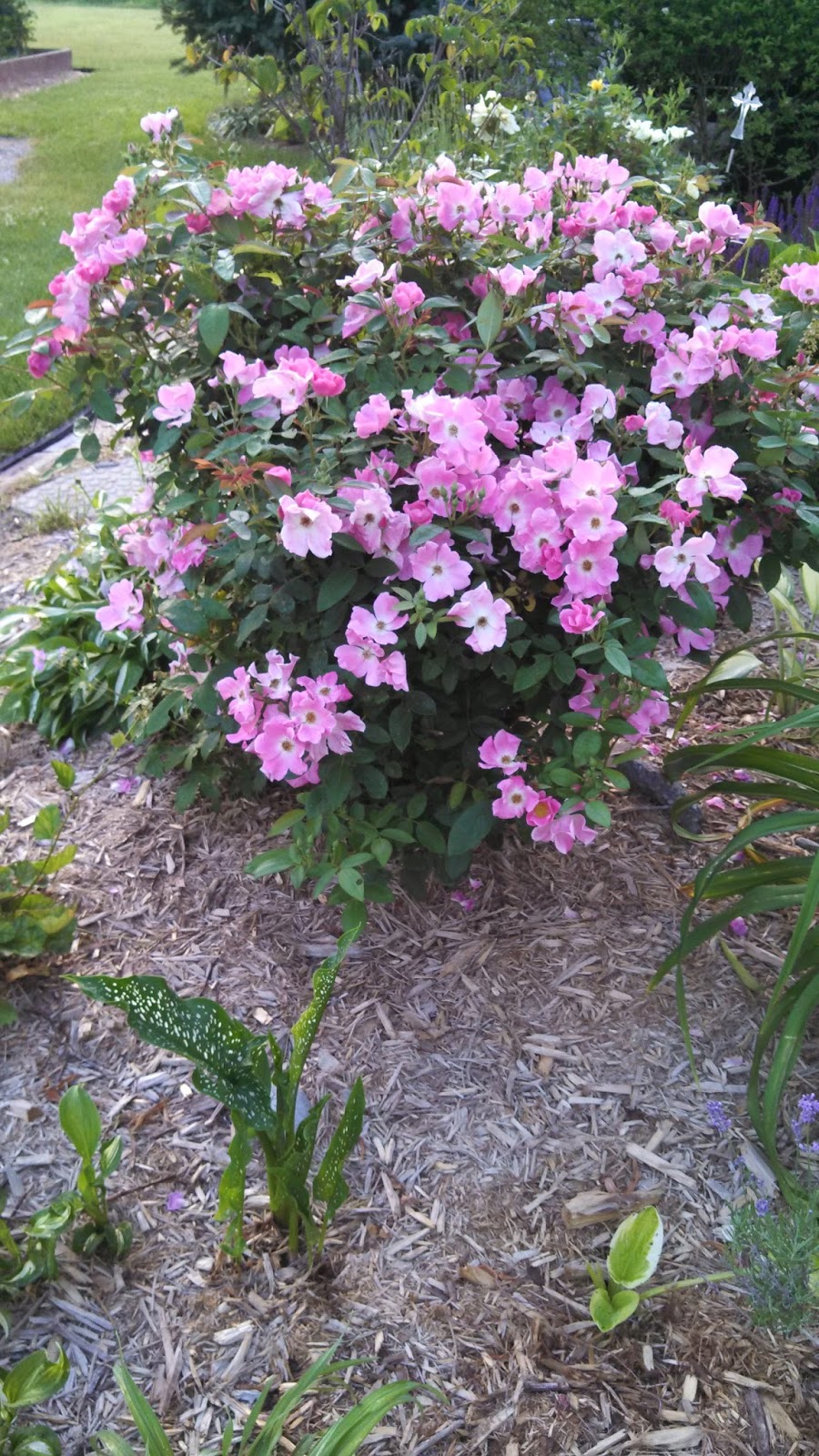 Beyond Nature Designs Shrub Roses Repeat Blooming Nearly Wild and
