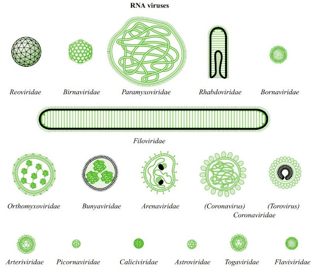 THE FUNCTION AND FORMATION OF VIRUS PARTICLES - Virology