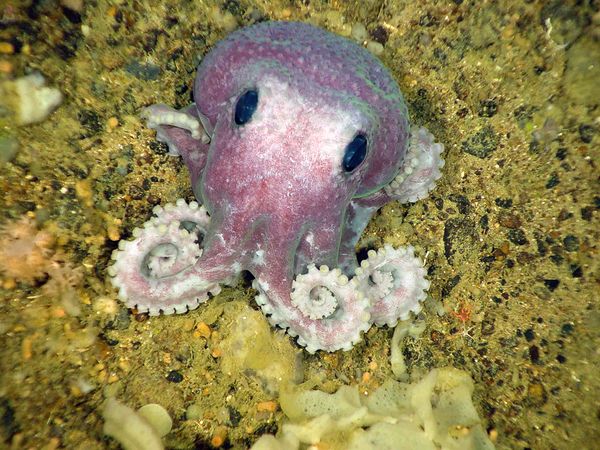 The Book of Barely Imagined Beings: Octopus