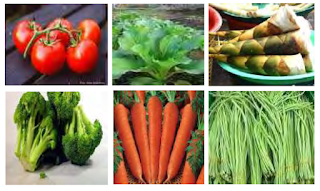 Identifikasi Tanaman Sayuran Dan Persyaratan Tumbuh Jadi Tahu